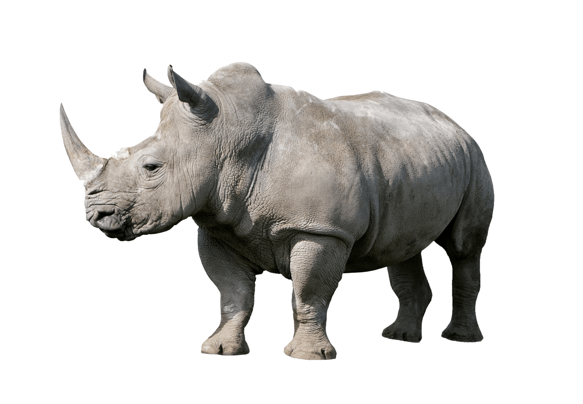 demo-attachment-757-rhinoceros-PX4THQT